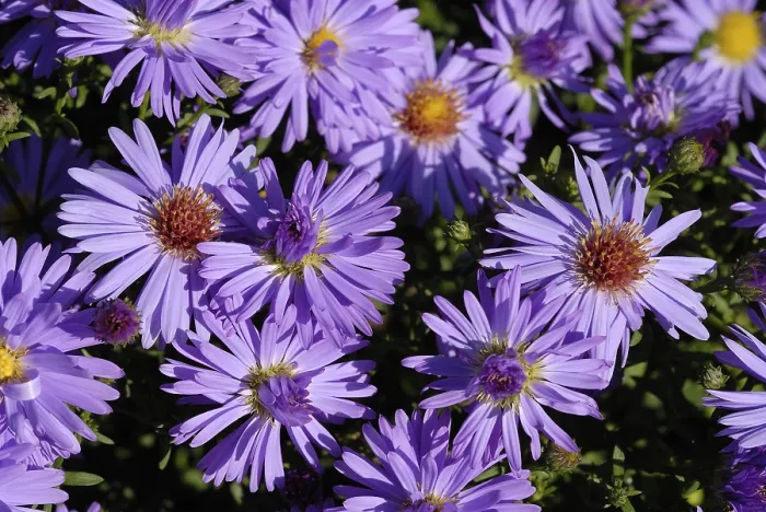 Framed Print : Blue Aster (Aster dumosus) Print Framed Print : Blue Aster (Aster dumosus) Print