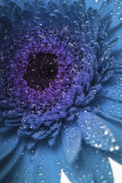Framed Print : Blue Gerbera with Macro Drops Print Framed Print : Blue Gerbera with Macro Drops Print