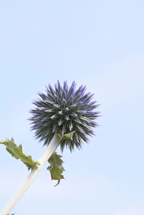Framed Print : Blue Globe Thistle Print, Wilnsdorf, Germany Framed Print : Blue Globe Thistle Print, Wilnsdorf, Germany