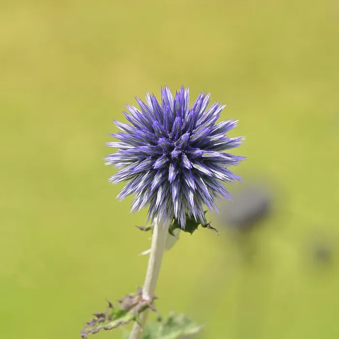 Framed Print : Blue Globe Thistle Print, Wilnsdorf, Germany Framed Print : Blue Globe Thistle Print, Wilnsdorf, Germany