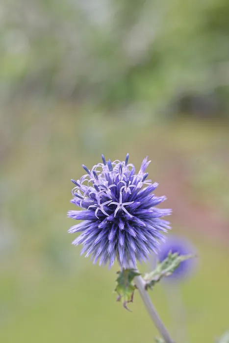 Framed Print : Blue Globe Thistle Print, Wilnsdorf, Germany Framed Print : Blue Globe Thistle Print, Wilnsdorf, Germany