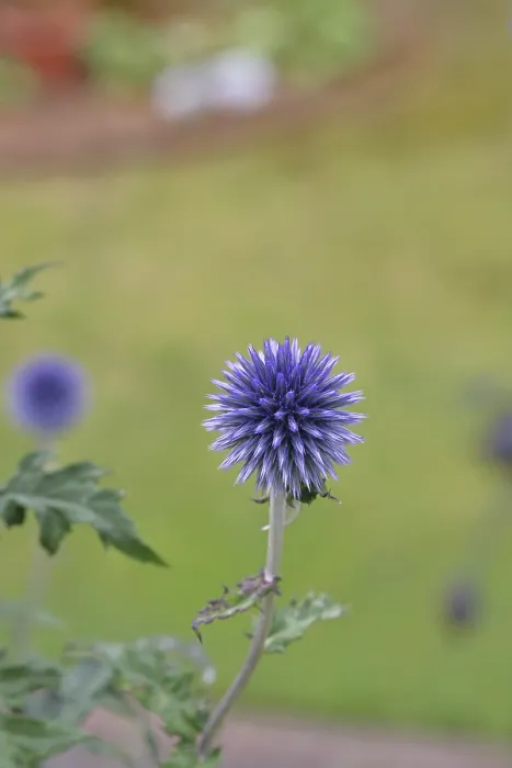 Framed Print : Blue Globe Thistle Print, Wilnsdorf, Germany Framed Print : Blue Globe Thistle Print, Wilnsdorf, Germany