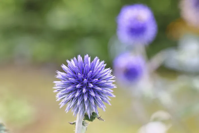 Framed Print : Blue Globe Thistle Print, Wilnsdorf, Germany Framed Print : Blue Globe Thistle Print, Wilnsdorf, Germany