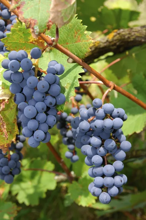 Framed Print : Blue Grapes Print by ImageBROKER Framed Print : Blue Grapes Print by ImageBROKER