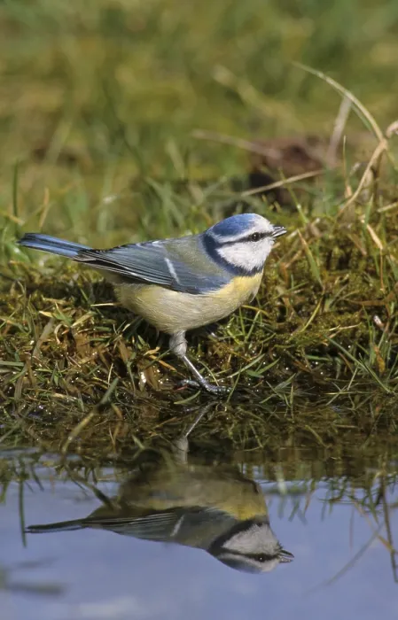 Framed Print : Blue Tit at Bird Bath Print
