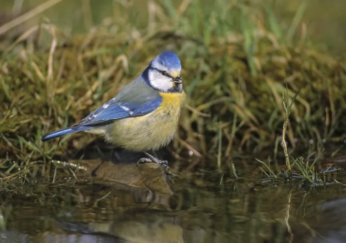 Framed Print : Blue Tit at Bird Bath Print