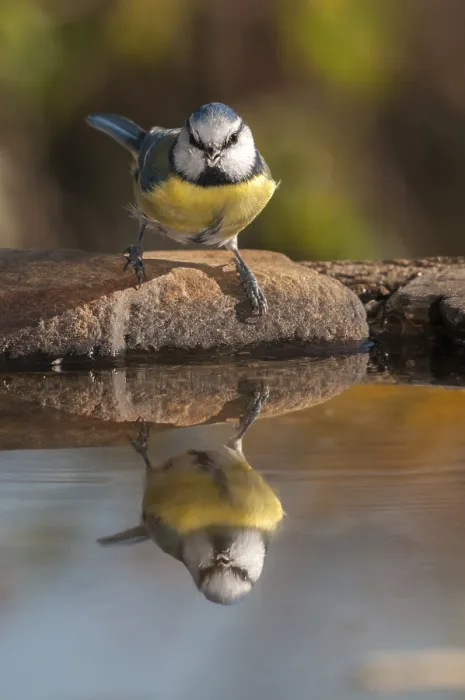 Framed Print : Blue Tit at Bird Bath Print