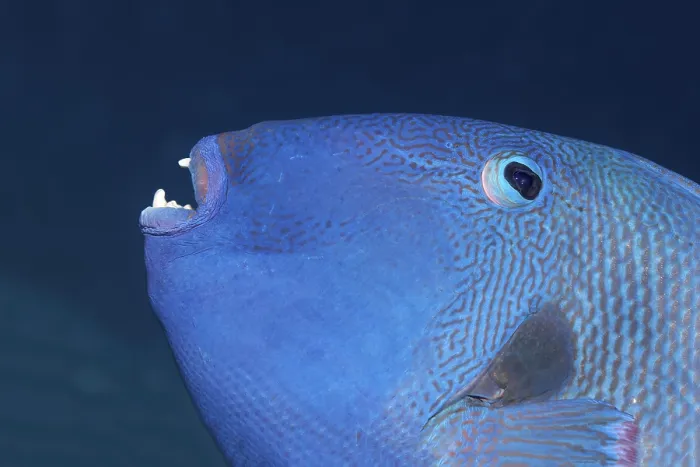 Framed Print : Blue Triggerfish Print - Red Sea, Egypt