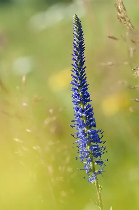 Framed Print : Blue Willow Print, Spiked Speedwell Flora Framed Print : Blue Willow Print, Spiked Speedwell Flora