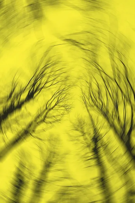 Framed Print : Blurred Tree Branches Yellow Background Print Framed Print : Blurred Tree Branches Yellow Background Print