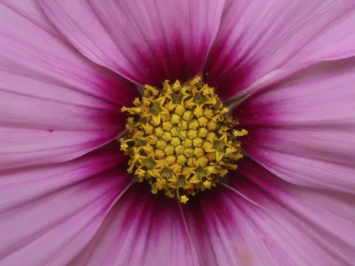 Framed Print : Aster Flower Print - Delicate Bloom Framed Print : Aster Flower Print - Delicate Bloom