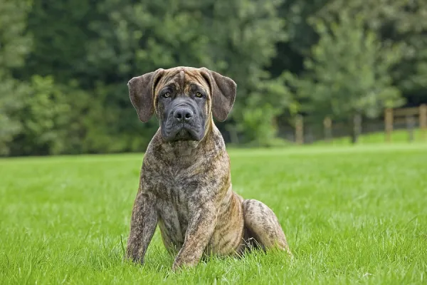 Purebred Boerboel Pedigree Boerboel Puppies Sale Boerboel (South