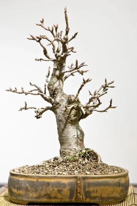 Framed Print : Bonsai Tree Print Framed Print : Bonsai Tree Print