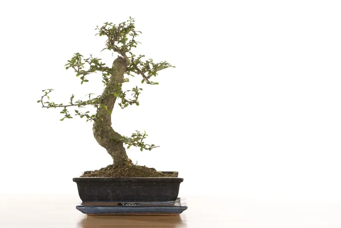 Framed Print : Bonsai Tree Print - Artistic Nature Scene Framed Print : Bonsai Tree Print - Artistic Nature Scene