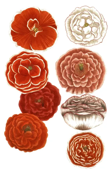 Framed Print : Print of Papaver erraticum and Papaver rhoeas Variations Framed Print : Print of Papaver erraticum and Papaver rhoeas Variations
