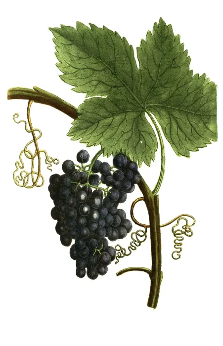 Framed Print : Botany Print: Red Grape on Stem Framed Print : Botany Print: Red Grape on Stem