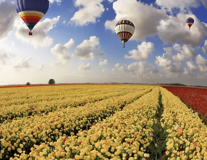 Framed Print : Spring in the South Multi-Color Balloon Print Framed Print : Spring in the South Multi-Color Balloon Print