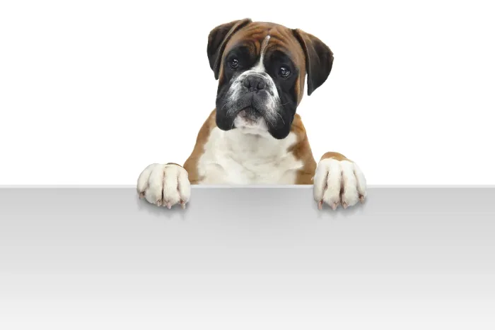 Framed Print : Boxer 332 Print Framed Print : Boxer 332 Print