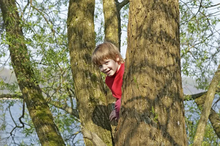 Framed Print : Boy Climbing a Tree Print Framed Print : Boy Climbing a Tree Print