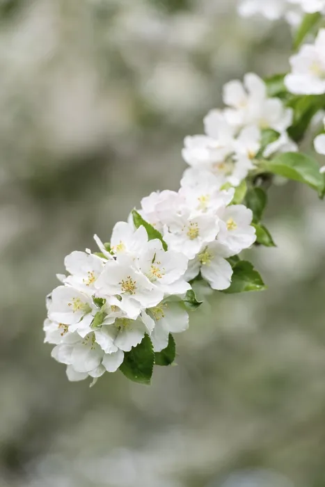 Framed Print : Branch of a Blossoming Apple Tree Print Framed Print : Branch of a Blossoming Apple Tree Print