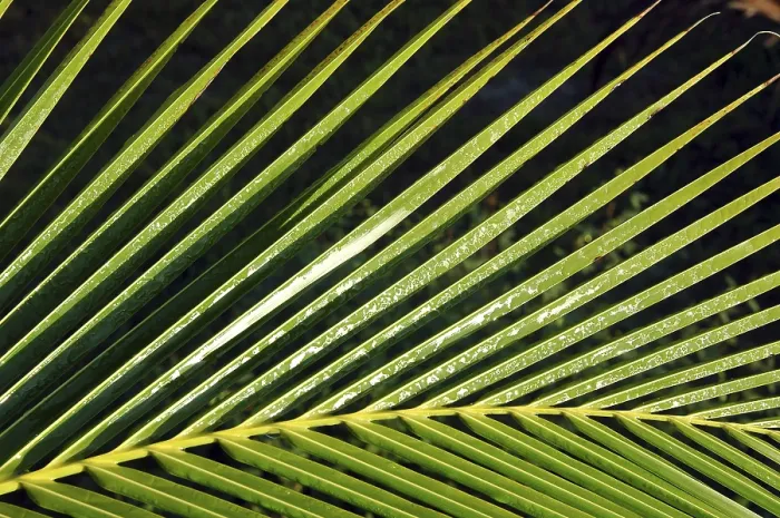 Framed Print : Palm Tree Branch Print Framed Print : Palm Tree Branch Print