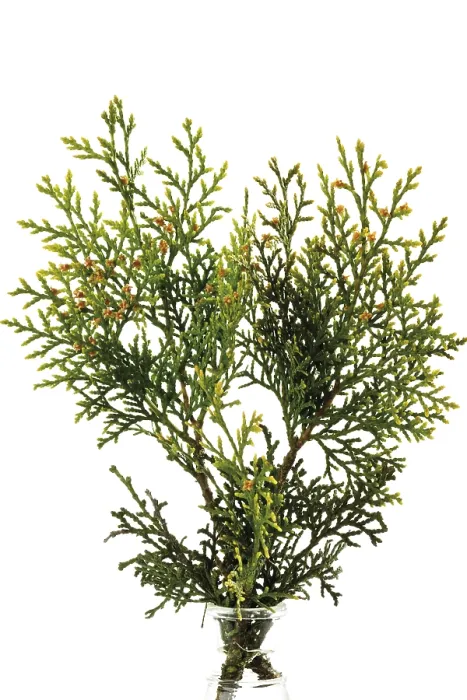 Framed Print : Thuja Tree Branch Print