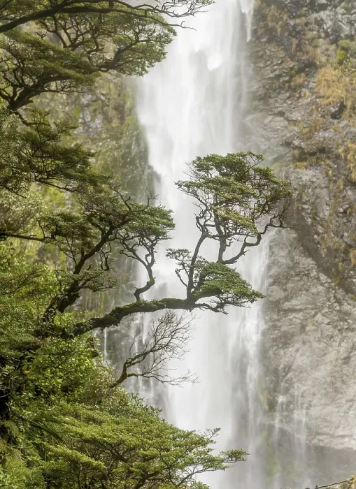 Framed Print : Devils Punchbowl Falls Tree Branch Print, New Zealand Framed Print : Devils Punchbowl Falls Tree Branch Print, New Zealand
