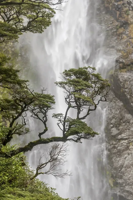 Framed Print : Devils Punchbowl Falls Tree Branch Print