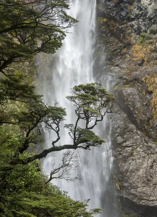 Framed Print : Devils Punchbowl Falls Tree Branch Print, New Zealand