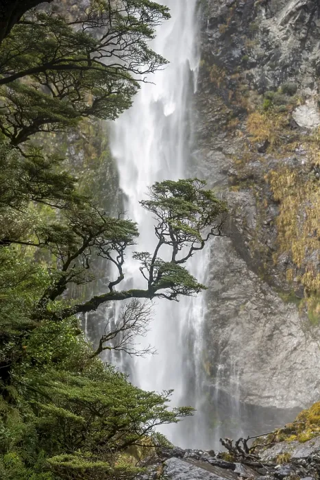 Framed Print : Branch of a Tree in Front of Devils Punchbowl Falls Print Framed Print : Branch of a Tree in Front of Devils Punchbowl Falls Print