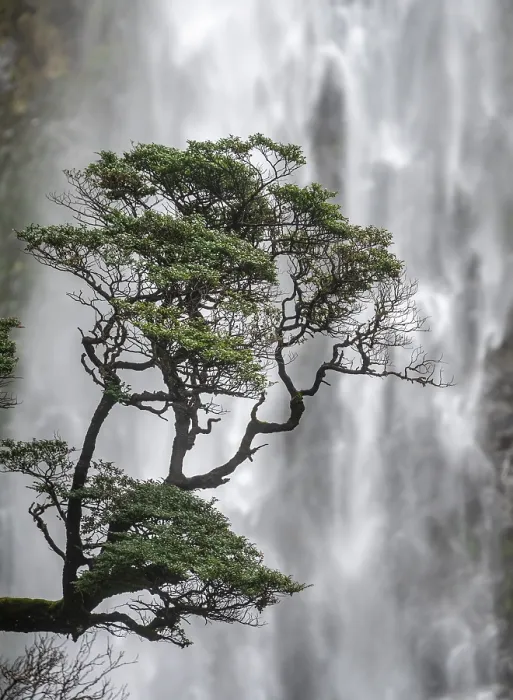 Framed Print : Devils Punchbowl Falls Tree Branch Print, New Zealand Framed Print : Devils Punchbowl Falls Tree Branch Print, New Zealand