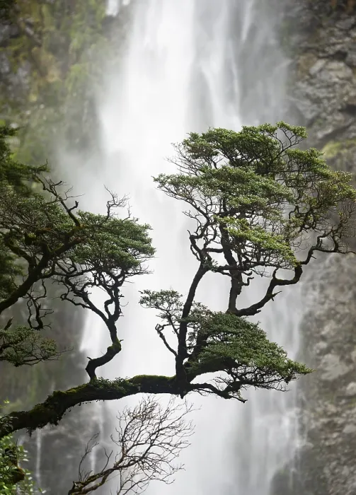 Framed Print : Devils Punchbowl Falls Tree Branch Print, New Zealand Framed Print : Devils Punchbowl Falls Tree Branch Print, New Zealand