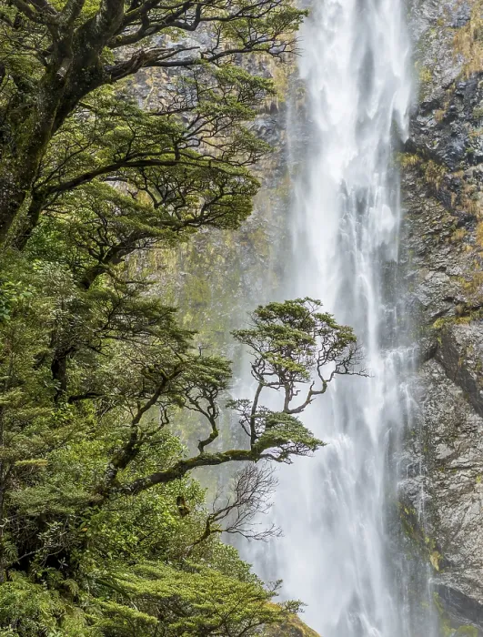 Framed Print : Devils Punchbowl Falls Tree Branch Print, New Zealand Framed Print : Devils Punchbowl Falls Tree Branch Print, New Zealand