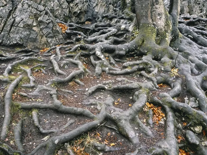 Framed Print : Branched Beech Roots Dig into the Soil Print Framed Print : Branched Beech Roots Dig into the Soil Print