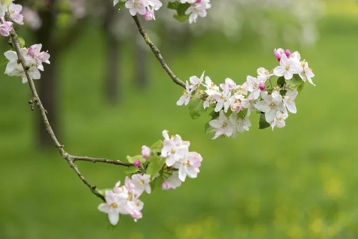 Framed Print : Branches of a blossoming apple tree Print, Baden, Germany