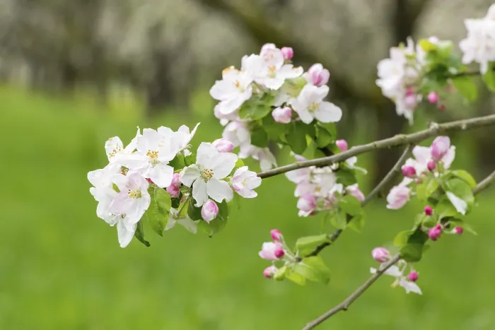 Framed Print : Branches of a blossoming apple tree Print, Baden, Germany