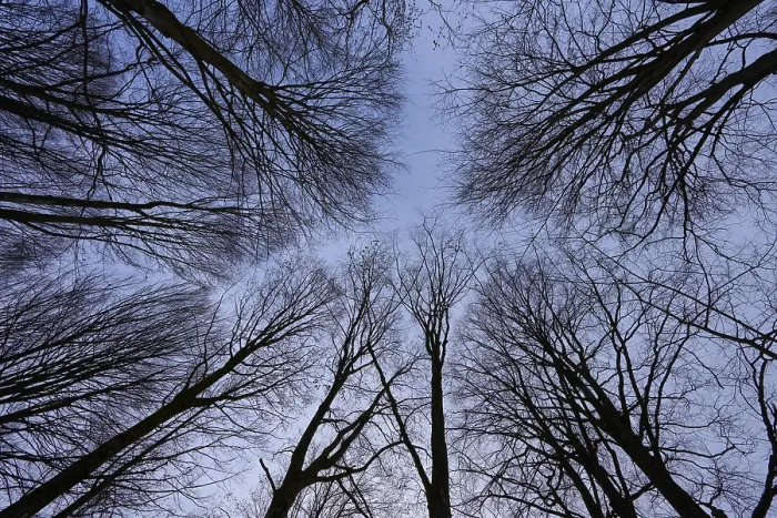 Framed Print : Branches Form Geometric Pattern Print, Bavarian Forest National Park Framed Print : Branches Form Geometric Pattern Print, Bavarian Forest National Park