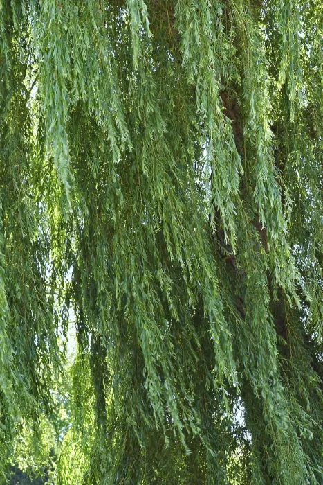 Framed Print : Willow Branches and Leaves Print Framed Print : Willow Branches and Leaves Print