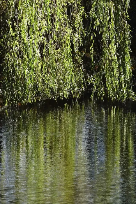 Framed Print : Willow Branches Reflected in a German Lake Print Framed Print : Willow Branches Reflected in a German Lake Print