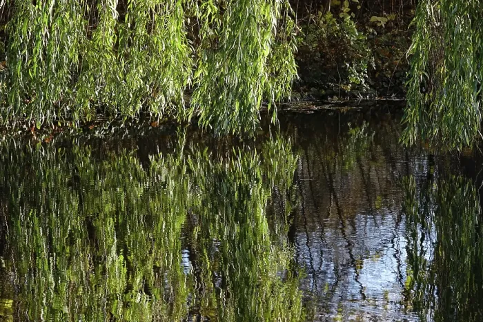 Framed Print : Willow Branches Reflected in a German Lake Print Framed Print : Willow Branches Reflected in a German Lake Print