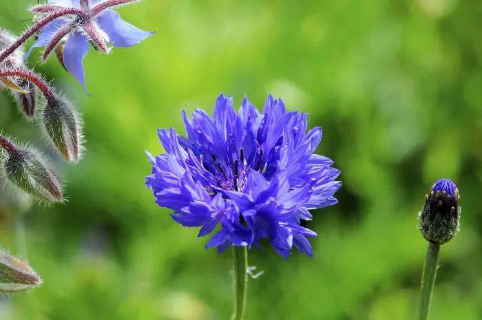 Framed Print : A Bright Blue Cornflower Print, Stuttgart, Germany Framed Print : A Bright Blue Cornflower Print, Stuttgart, Germany