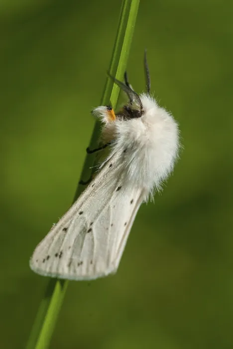 Framed Print : Broad-winged Spotted Bear Moth Print