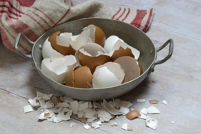 Framed Print : Broken Eggshells in Shells Print Framed Print : Broken Eggshells in Shells Print
