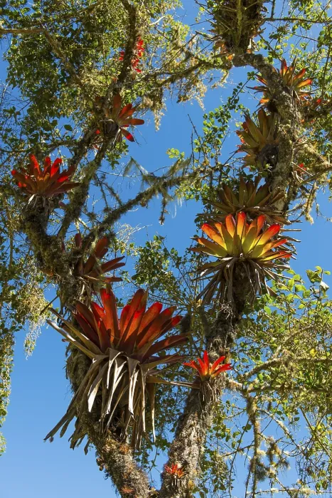 Framed Print : Bromeliads in Tree, Chachapoyas, Peru Print Framed Print : Bromeliads in Tree, Chachapoyas, Peru Print