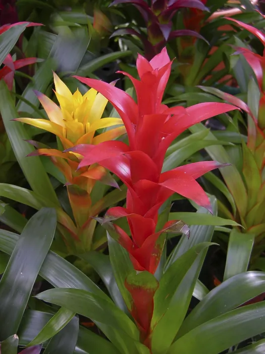 Framed Print : Bromeliads in Bloom Print