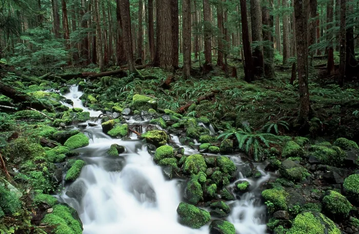Framed Print : Temperate Rain Forest Brook Print, Olympic National Park Framed Print : Temperate Rain Forest Brook Print, Olympic National Park