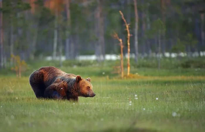 Framed Print : A Brown Bear Print by ImageBROKER Framed Print : A Brown Bear Print by ImageBROKER