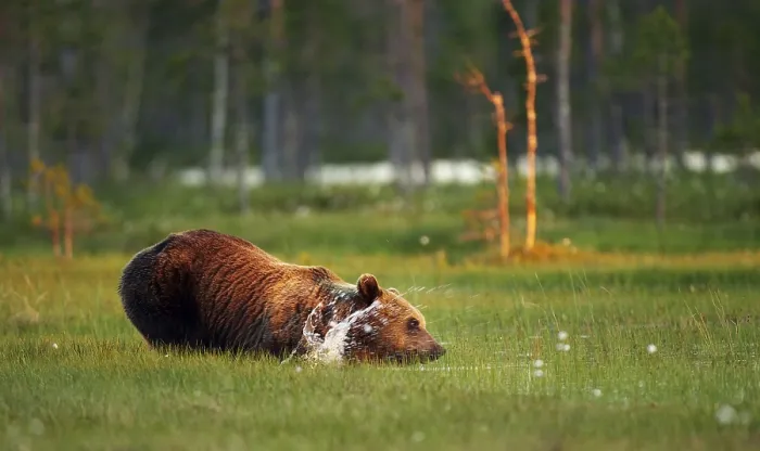 Framed Print : Brown Bear Print by ImageBROKER Framed Print : Brown Bear Print by ImageBROKER