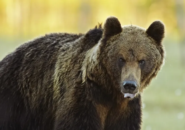 Framed Print : Brown Bear Print by ImageBROKER Framed Print : Brown Bear Print by ImageBROKER