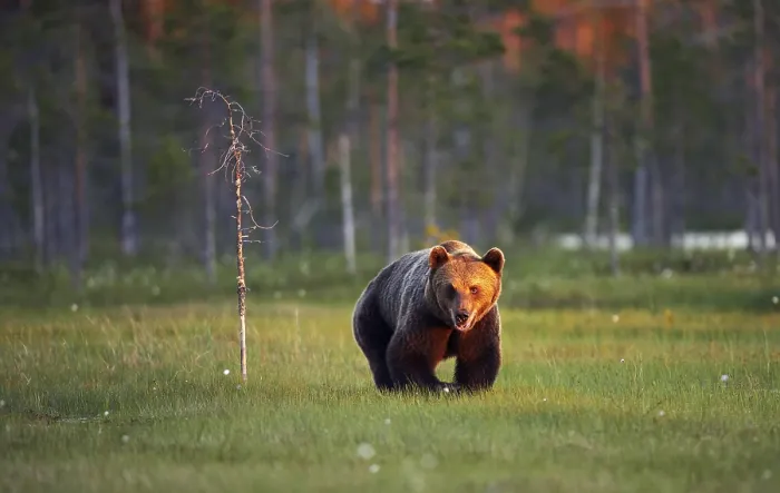 Framed Print : Brown Bear Print by ImageBROKER Framed Print : Brown Bear Print by ImageBROKER